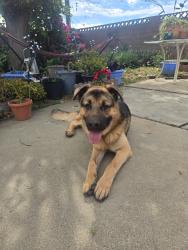 Found/Stray Male Dog last seen Ayala, Rialto, CA 92376