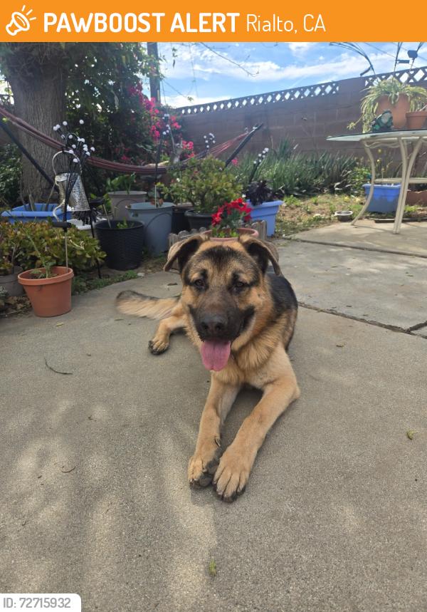Found/Stray Male Dog last seen Ayala, Rialto, CA 92376