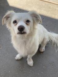 Lost Male Dog last seen S 98th Dr and W Parkway Dr, Tolleson, AZ 85353