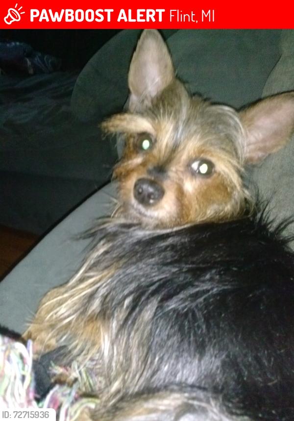 Lost Female Dog last seen Commonwealth , Flint, MI 48502