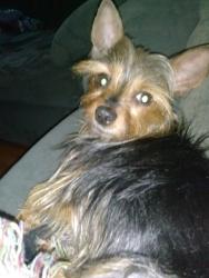 Lost Female Dog last seen Commonwealth , Flint, MI 48502