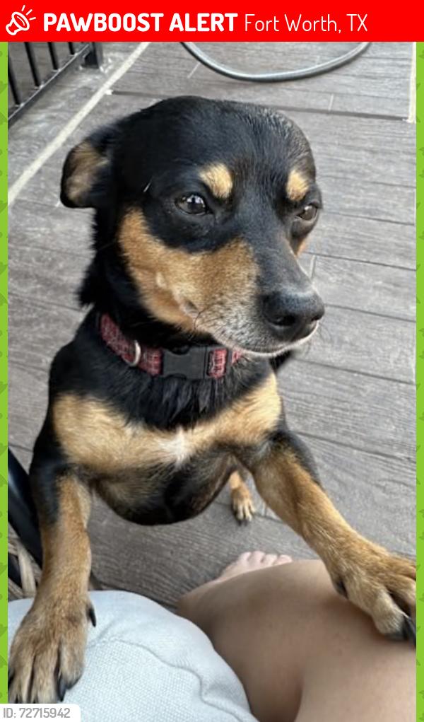 Lost Male Dog last seen Near e annie st , Fort Worth, TX 76104