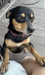 Lost Male Dog last seen Near e annie st , Fort Worth, TX 76104
