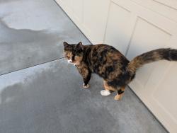 Found/Stray Unknown Cat last seen Wanders up and down W Riva Capri Ct., Meridian, ID 83646