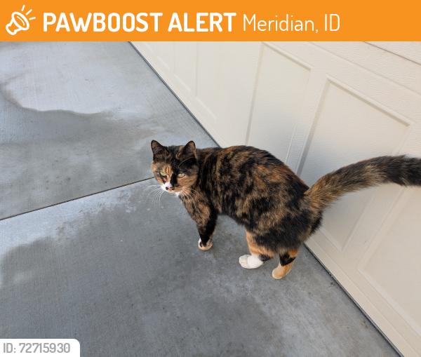 Found/Stray Unknown Cat last seen Wanders up and down W Riva Capri Ct., Meridian, ID 83646