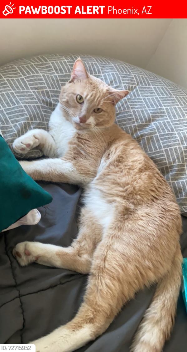 Lost Male Cat last seen 38st n McDowell , Phoenix, AZ 85008