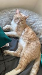 Lost Male Cat last seen 38st n McDowell , Phoenix, AZ 85008