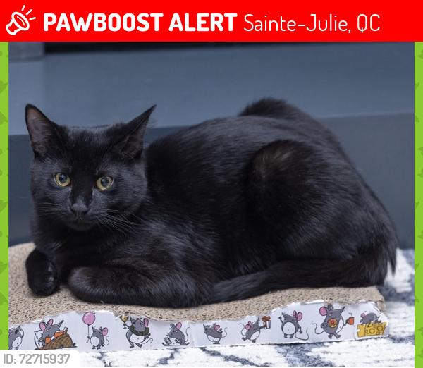 Lost Male Cat last seen Ste-Julie, J3E 2K1, Sainte-Julie, QC 