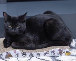Lost Male Cat last seen Ste-Julie, J3E 2K1, Sainte-Julie, QC 