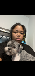 Lost Female Dog last seen Tulane and elm grove , Brookfield, WI 53005