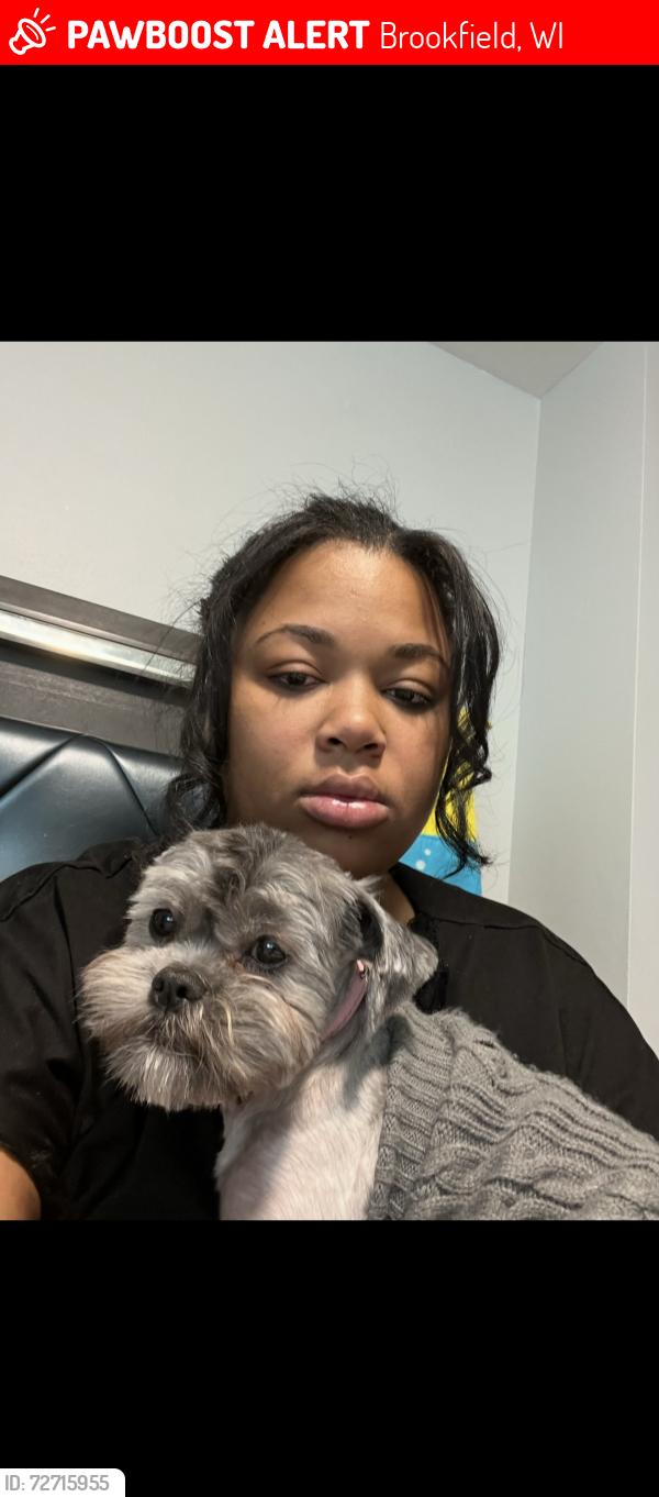 Lost Female Dog last seen Tulane and elm grove , Brookfield, WI 53005