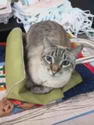 Lost Male Cat last seen Foodland , Fort Worth, TX 76105