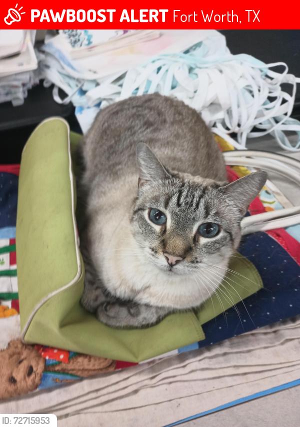 Lost Male Cat last seen Foodland , Fort Worth, TX 76105
