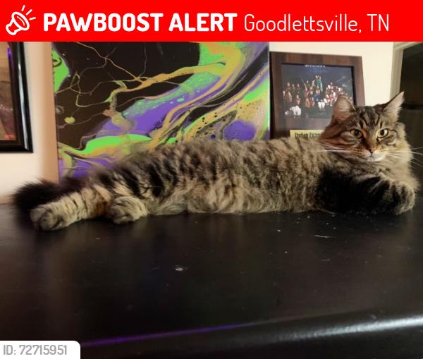 Lost Female Cat last seen Louisville Hwy, Goodlettsville, TN 37072