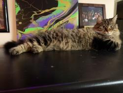 Lost Female Cat last seen Louisville Hwy, Goodlettsville, TN 37072