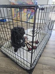 Found/Stray Male Dog last seen castlecove and kilsyth (village of aberdeen in berewick), Charlotte, NC 28273
