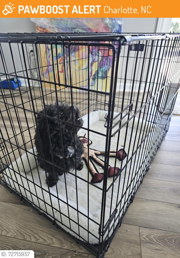 Found/Stray Male Dog last seen castlecove and kilsyth (village of aberdeen in berewick), Charlotte, NC 28273