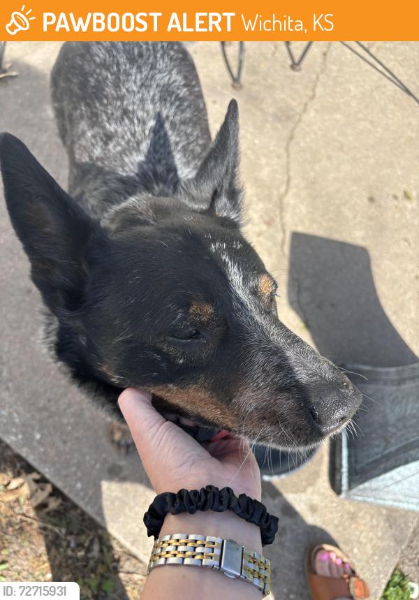 Found/Stray Male Dog last seen East Kellogg and Greenwich , Wichita, KS 67207