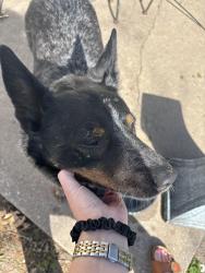 Found/Stray Male Dog last seen East Kellogg and Greenwich , Wichita, KS 67207
