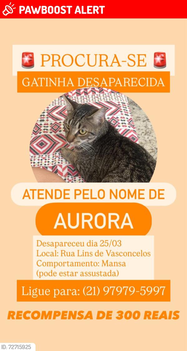 Lost Female Cat last seen Rua lins de vasconcelos  ,próximo a Carolina santos, Lins de Vasconcelos, RJ 20710-130