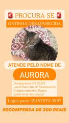 Lost Female Cat last seen Rua lins de vasconcelos  ,próximo a Carolina santos, Lins de Vasconcelos, RJ 20710-130