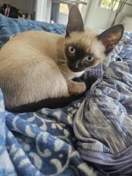 Lost Female Cat last seen MacIntosh and Webber , Sarasota, FL 34232