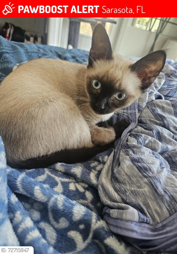 Lost Female Cat last seen MacIntosh and Webber , Sarasota, FL 34232