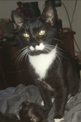 Lost Male Cat last seen School house lane and Mt zoar rd conowingo , Conowingo, MD 21918