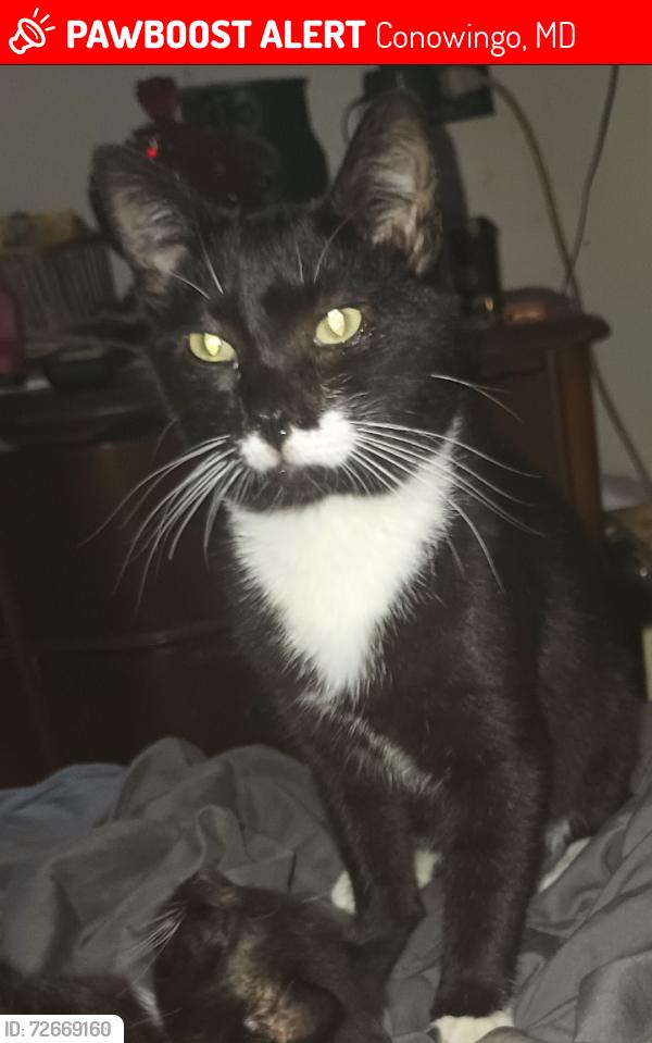 Lost Male Cat last seen School house lane and Mt zoar rd conowingo , Conowingo, MD 21918
