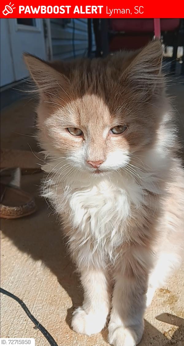 Lost Male Cat last seen Lyman , Lyman, SC 29385