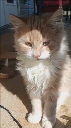 Lost Male Cat last seen Lyman , Lyman, SC 29385