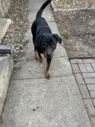 Found/Stray Male Dog last seen Cook Ave & Burr St. , Saint Paul, MN 55130