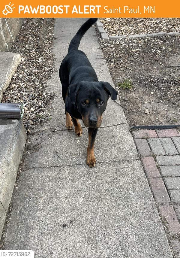 Found/Stray Male Dog last seen Cook Ave & Burr St. , Saint Paul, MN 55130