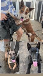 Found/Stray Unknown Dog last seen 58th and Jackson at Rancho Polo, Thermal, CA 92274