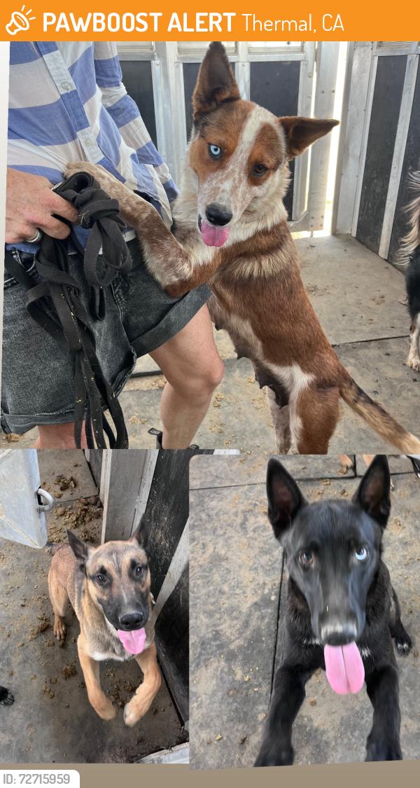 Found/Stray Unknown Dog last seen 58th and Jackson at Rancho Polo, Thermal, CA 92274