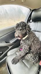 Found/Stray Male Dog last seen Hey 9 1210 rd, Earlsboro, OK 74840