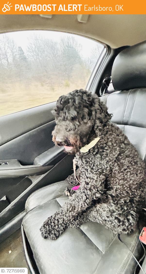 Found/Stray Male Dog last seen Hey 9 1210 rd, Earlsboro, OK 74840