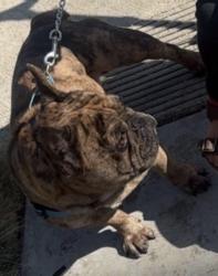 Lost Male Dog last seen Citrus, Orange, CA 92868