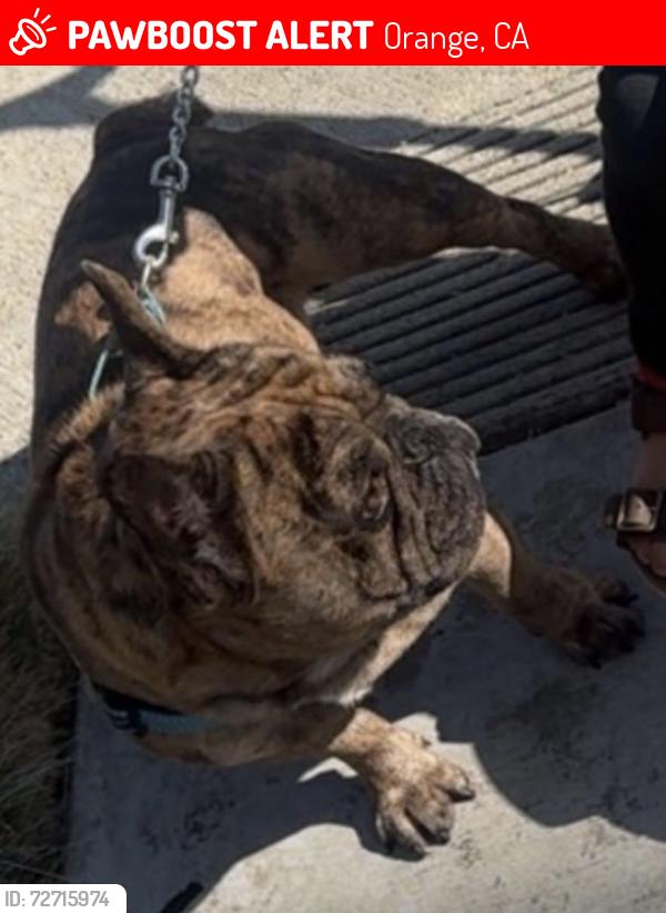 Lost Male Dog last seen Citrus, Orange, CA 92868