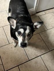 Lost Female Dog last seen Green Belt of Converse Park, Converse, TX 78109
