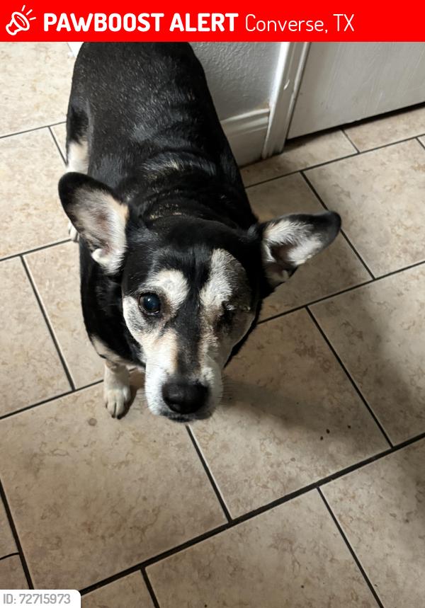 Lost Female Dog last seen Green Belt of Converse Park, Converse, TX 78109