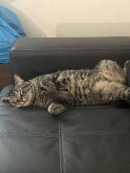 Lost Male Cat last seen Getwell, Memphis, TN 38111