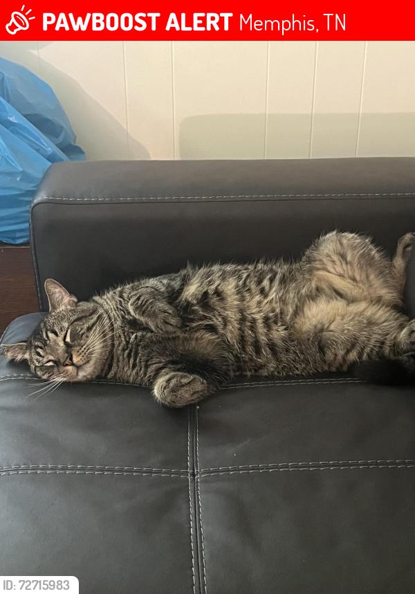 Lost Male Cat last seen Getwell, Memphis, TN 38111