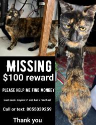 Lost Female Cat last seen The corner of coyote trail and Bar k ranch road, Lago Vista, TX 78645