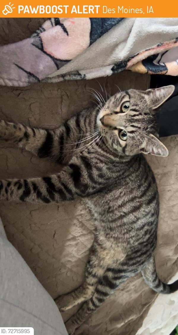 Found/Stray Male Cat last seen By the park fair mall , Des Moines, IA 50313