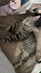 Found/Stray Male Cat last seen By the park fair mall , Des Moines, IA 50313