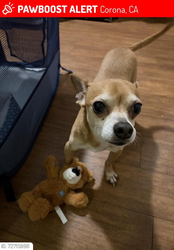 Lost Male Dog last seen Near East Highway Near Serfas Club Exit , Corona, CA 92882