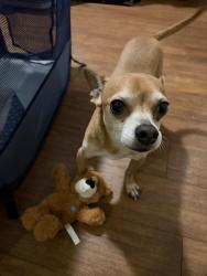Lost Male Dog last seen Near East Highway Near Serfas Club Exit , Corona, CA 92882