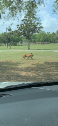 Found/Stray Unknown Dog last seen Heading away from Southport park on Oak Bluff, Orlando, FL 32827