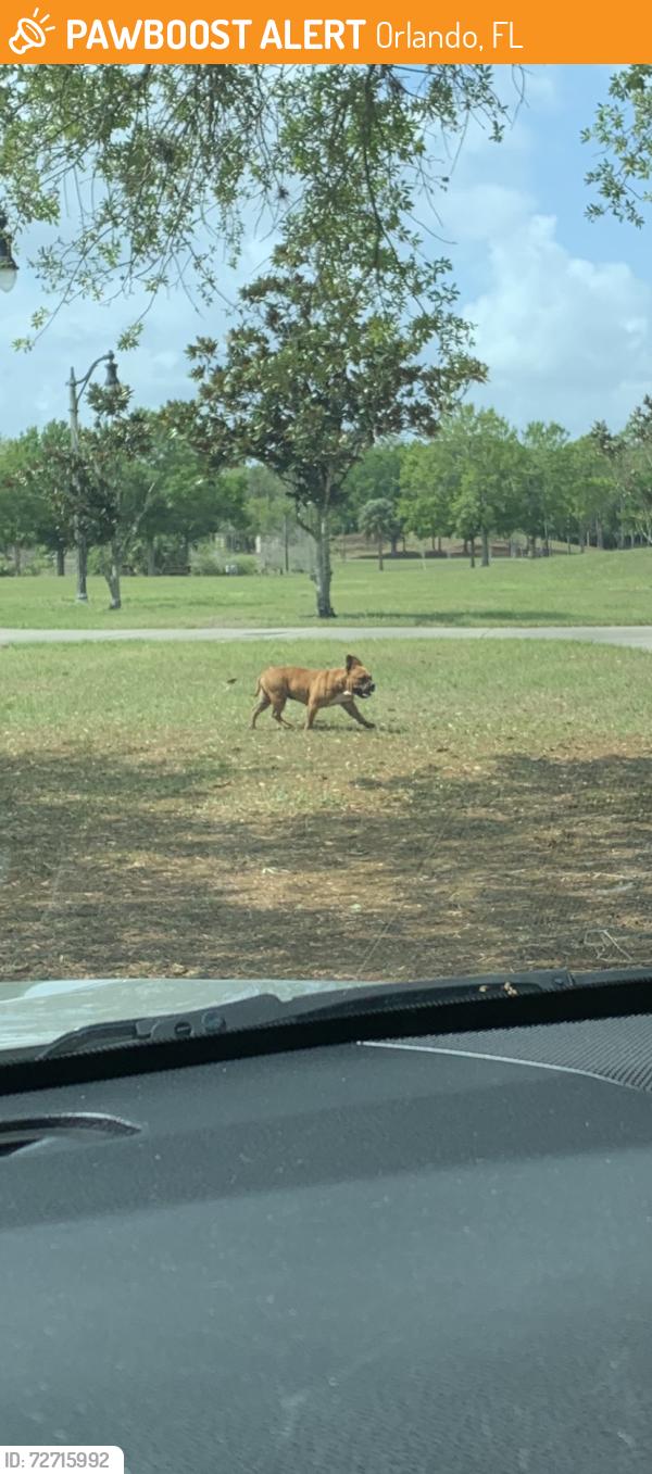 Found/Stray Unknown Dog last seen Heading away from Southport park on Oak Bluff, Orlando, FL 32827